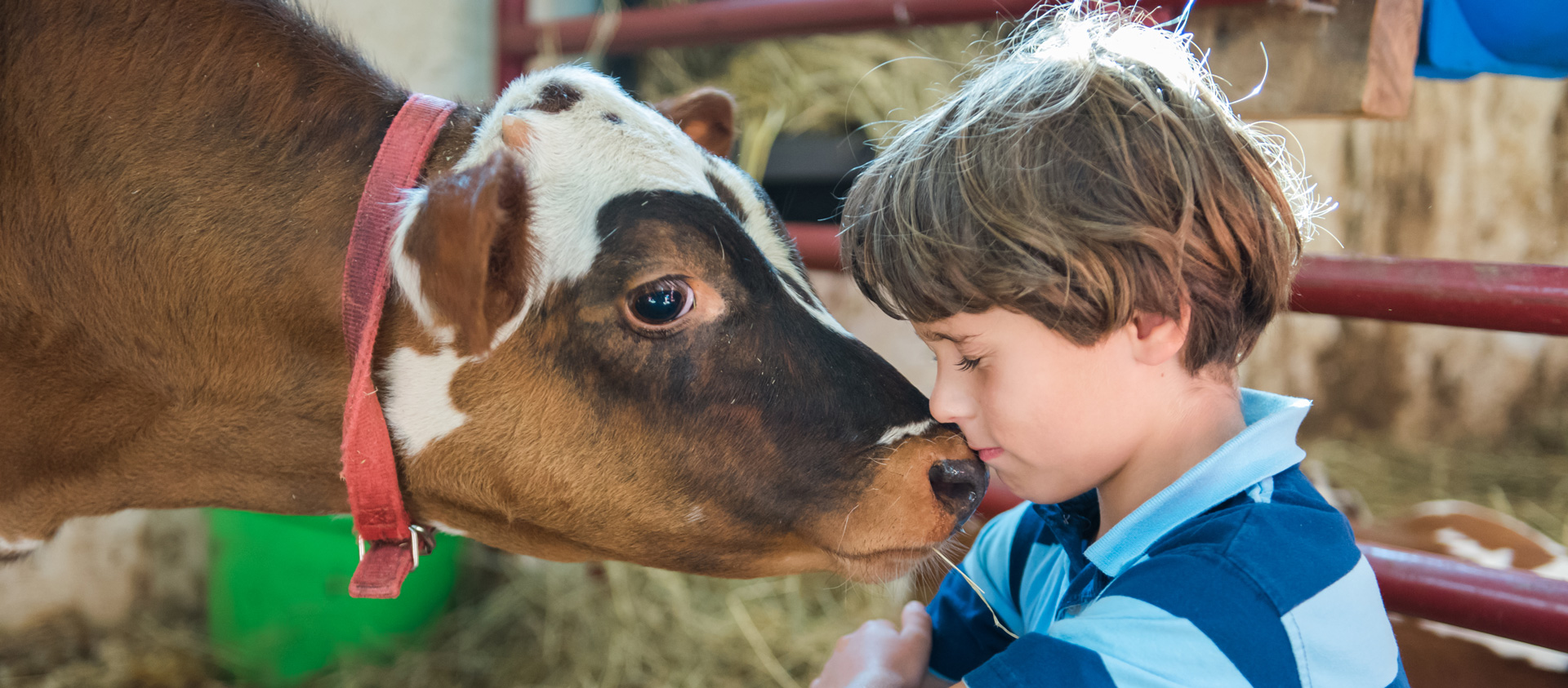 A cow lovingly nuzzles a young boy's face