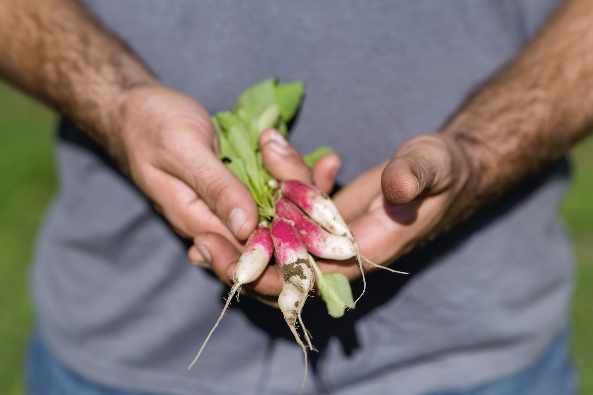 A handful of just-picked radishes