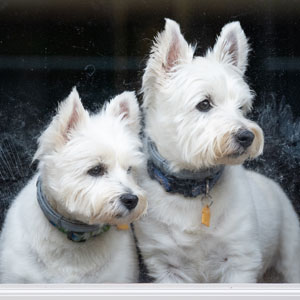 A pair of white dogs look out of a window of a home in Fox Hill Cooperative.